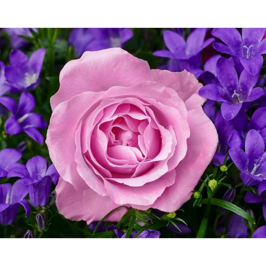 Beldizart Sodo rožė 48*38 cm WD2308