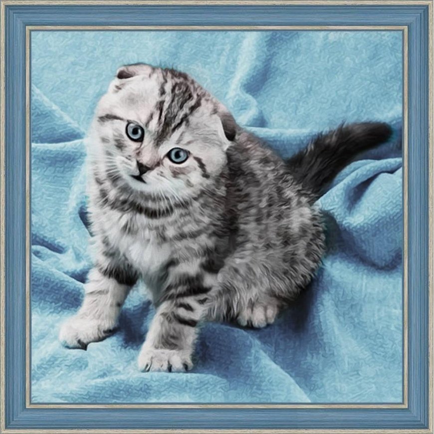 Beldizart Diamond painting kit kitten 40х40