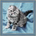 Beldizart Diamond painting kit kitten 40х40 cm AZ-1465