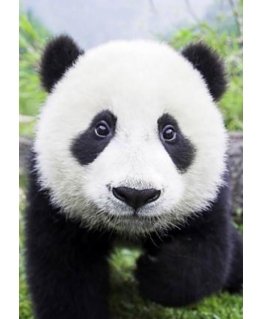 Beldizart Curious Panda 20*30 cm WD074