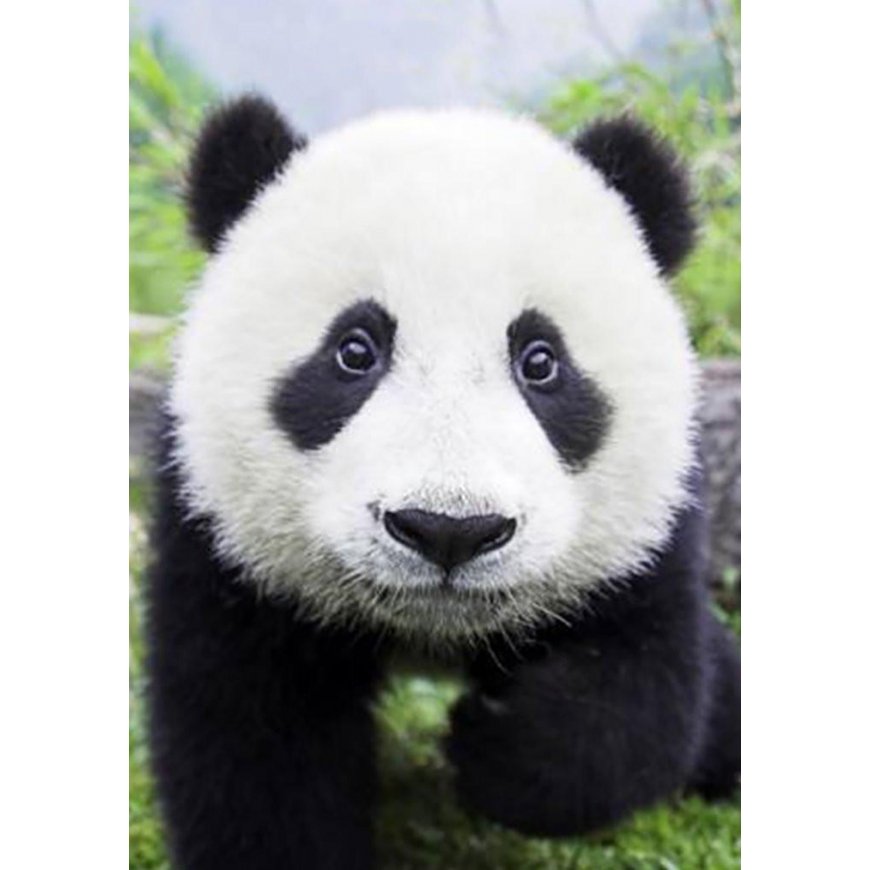 Beldizart Curious Panda 20*30 cm WD074