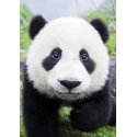 Beldizart Curious Panda 20*30 cm WD074