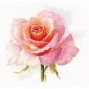 Beldizart Rose tenderness S2-40 Beldizart Rose tenderness S2-40