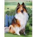 Beldizart Diamond painting set Collie 30х40 cm AZ-1464 Beldizart Diamond painting set Collie 30х40 cm AZ-1464