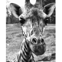 Beldizart Paint by numbers kit. F010 Curious giraffe 40*50 Beldizart Paint by numbers kit. F010 Curious giraffe 40*50
