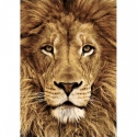 Beldizart Liūtas 20*30 cm WD068