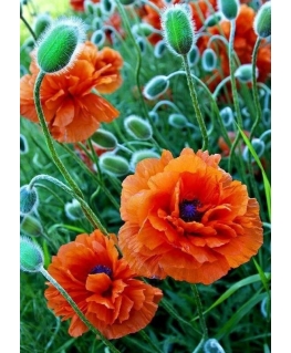 Beldizart Poppy field 27*38 cm WD012