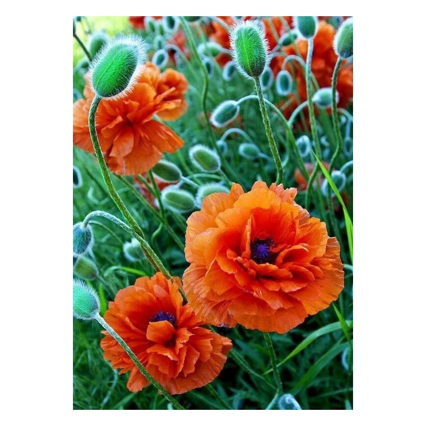 Beldizart Aguonų laukas 27*38 cm WD012