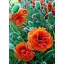 Beldizart Poppy field 27*38 cm WD012 Beldizart Poppy field 27*38 cm WD012