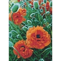 Beldizart Aguonų laukas 27*38 cm WD012 Beldizart Aguonų laukas 27*38 cm WD012