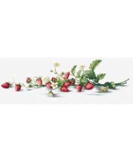 luca S Etude with strawberries SB2266