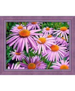 Beldizart Violetinės ramunėlės 40x30 cm AZ-1702