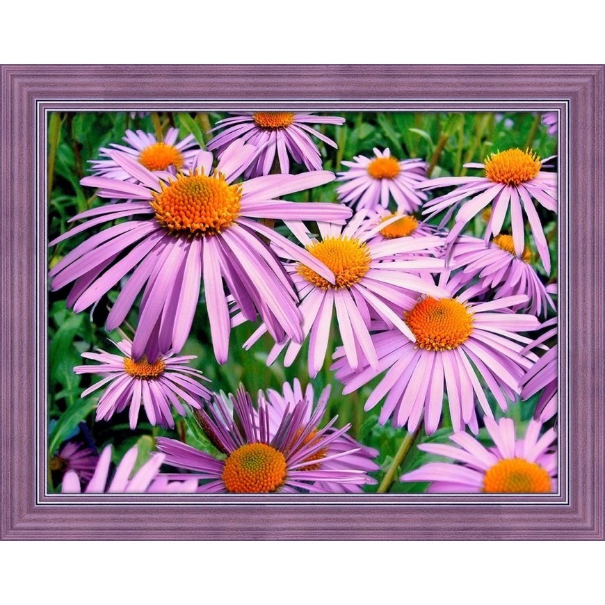 Beldizart Violetinės ramunėlės 40x30 cm AZ-1702