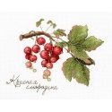 Beldizart Gifts of nature. Red currant SNV-695 Beldizart Gifts of nature. Red currant SNV-695