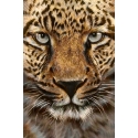 Beldizart Gepardas 20 x 30 cm WD069