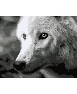 Beldizart Paint by numbers kit. F011 White wolf 40*50