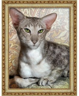 Beldizart (Discontinued) Oriental Shorthair 30x40 cm AZ-1728