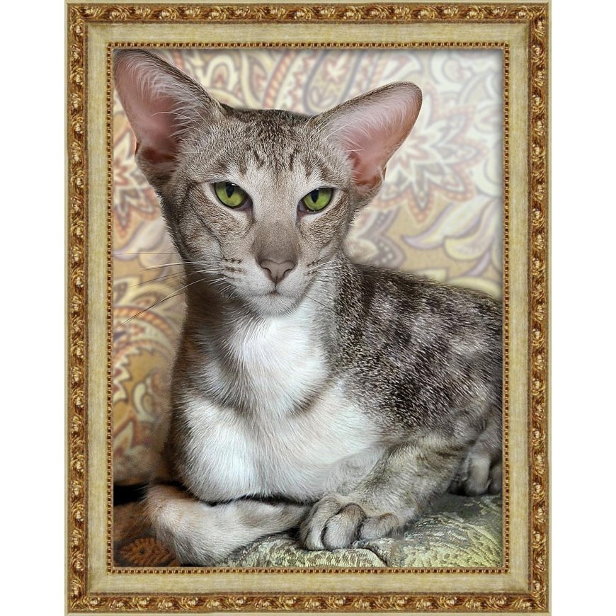 Beldizart (Discontinued) Oriental Shorthair 30x40 cm AZ-1728