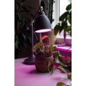 Airam LED plant lamp, E27, clear, filament 180 lm Airam LED plant lamp, E27, clear, filament 180 lm