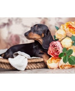 Beldizart Diamond painting kit Dachshund 40х30 cm AZ-1457