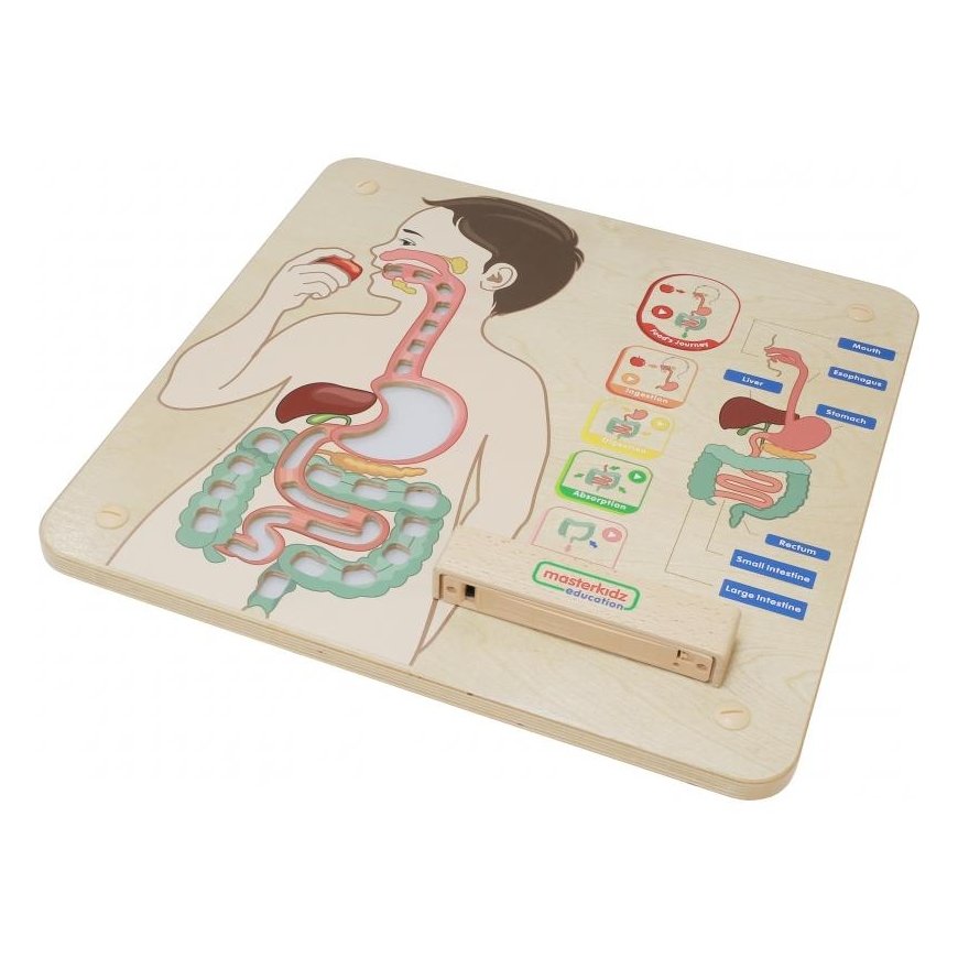 MASTERKIDZ educational board, digestive system