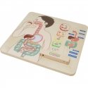 MASTERKIDZ educational board, digestive system MASTERKIDZ educational board, digestive system