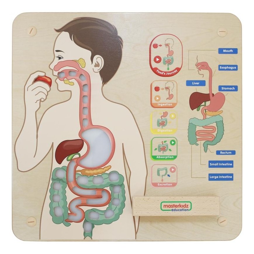 MASTERKIDZ educational board, digestive system – 2