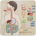 MASTERKIDZ educational board, digestive system MASTERKIDZ educational board, digestive system