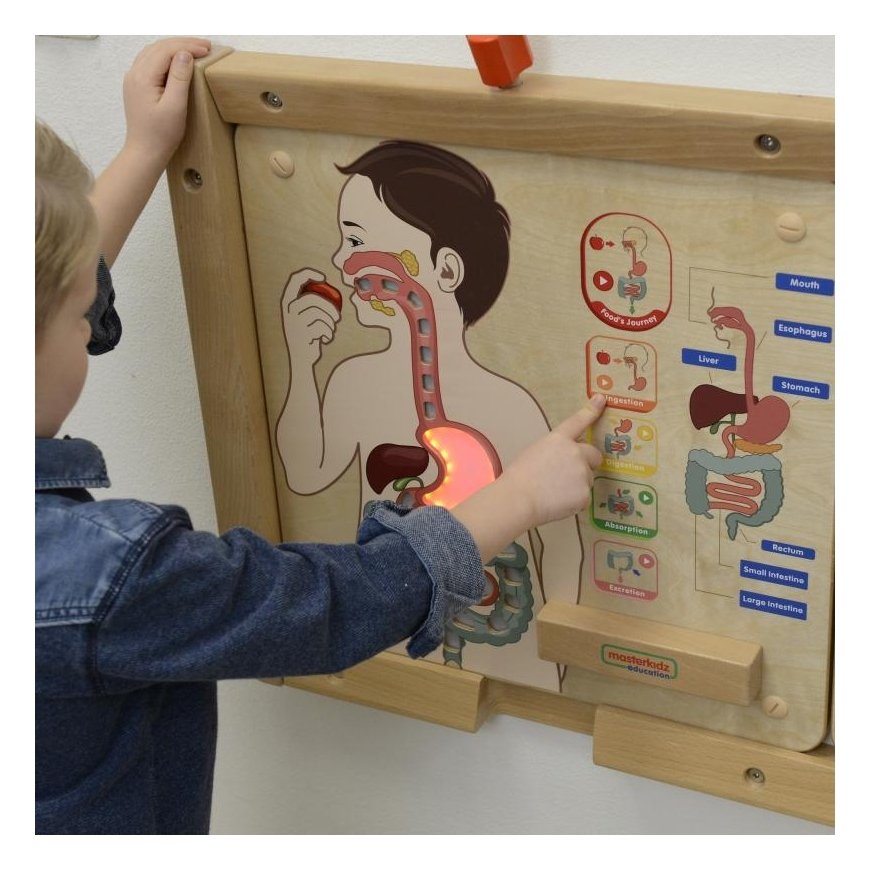 MASTERKIDZ educational board, digestive system – 3