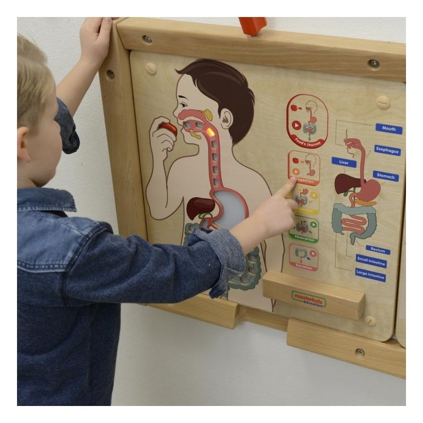 MASTERKIDZ educational board, digestive system – 4