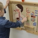 MASTERKIDZ educational board, digestive system MASTERKIDZ educational board, digestive system