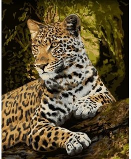 Beldizart Wizardi paint by number kit. Honorable glance 40x50 cm H159