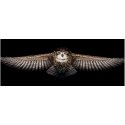Beldizart Owl SANS-46 Beldizart Owl SANS-46