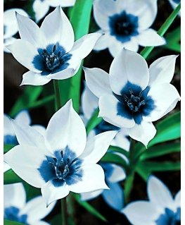 Beldizart SALE (discontinued) Blue-eyed tulips 38*48 cm WD034