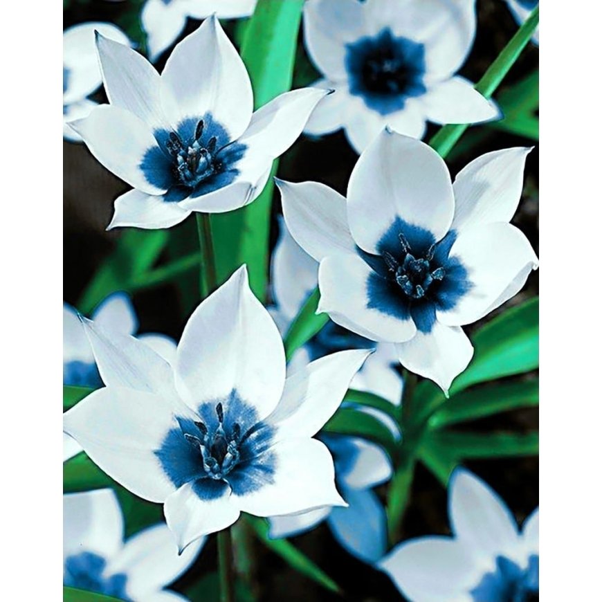Beldizart SALE (discontinued) Blue-eyed tulips 38*48