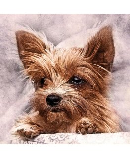 Beldizart Furry friend 38*38 cm WD2307