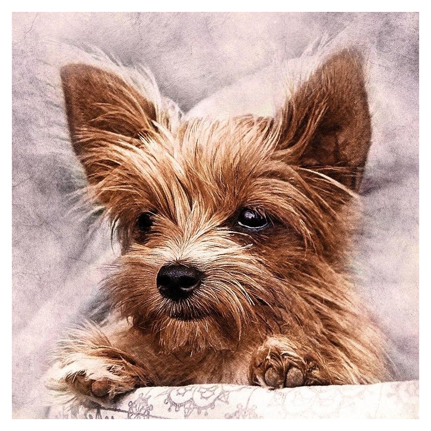 Beldizart Furry friend 38*38 cm WD2307