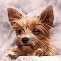 Beldizart Furry friend 38*38 cm WD2307 Beldizart Furry friend 38*38 cm WD2307