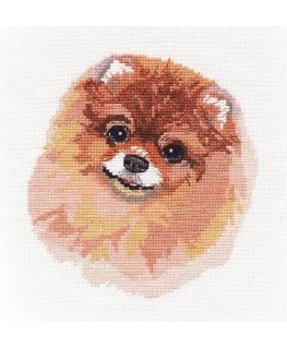 Beldizart (Nutraukta) Pomeranijos S1324