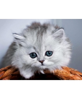 Beldizart Small fluffy 40*30 cm WD3001