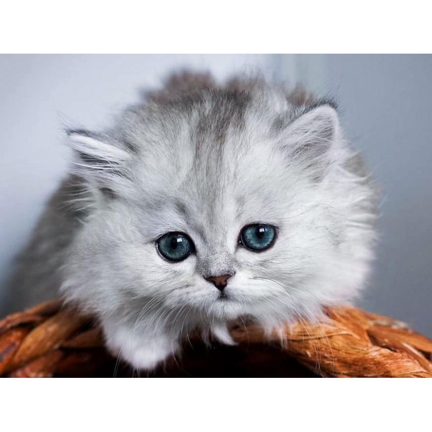 Beldizart Small fluffy 40*30 cm WD3001