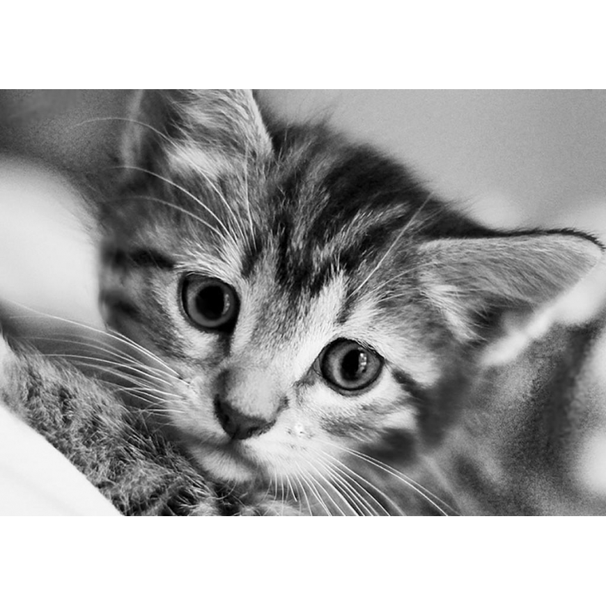 Beldizart Black and white cat 30