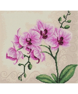 luca S Orchid SB2227