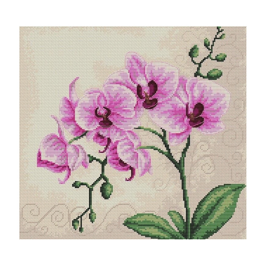 luca S Orchid SB2227