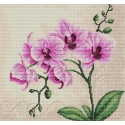 luca S Orchid SB2227 luca S Orchid SB2227