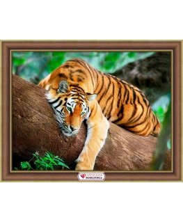 Beldizart Tigras ant medžio 40*30 cm AZ-4122