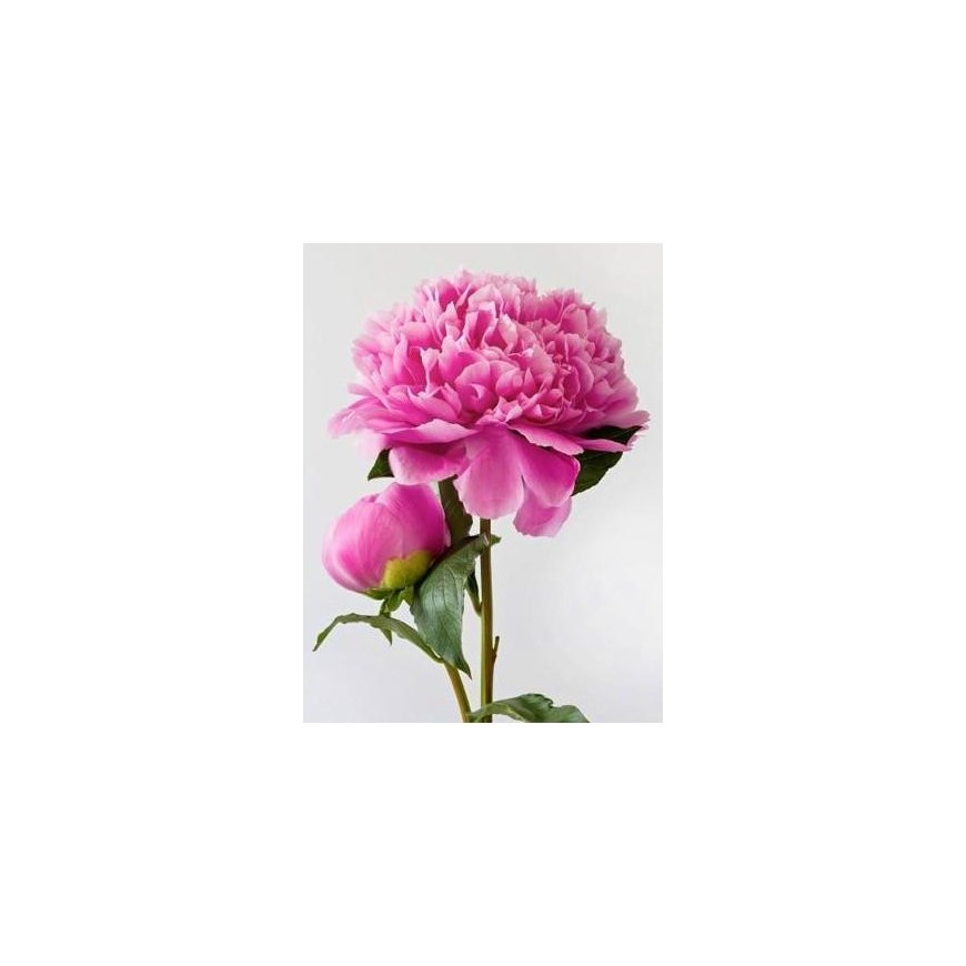Beldizart Pink peony 15*20 cm WD276