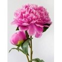 Beldizart Pink peony 15*20 cm WD276 Beldizart Pink peony 15*20 cm WD276
