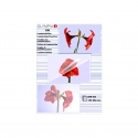Olympia 1x100 DIN A6 125 micron laminator pouch 100 pc(s) Olympia 1x100 DIN A6 125 micron laminator pouch 100 pc(s)