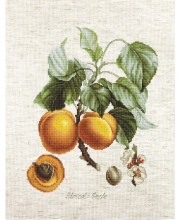 Luca S Apricot-Peach SBA22450